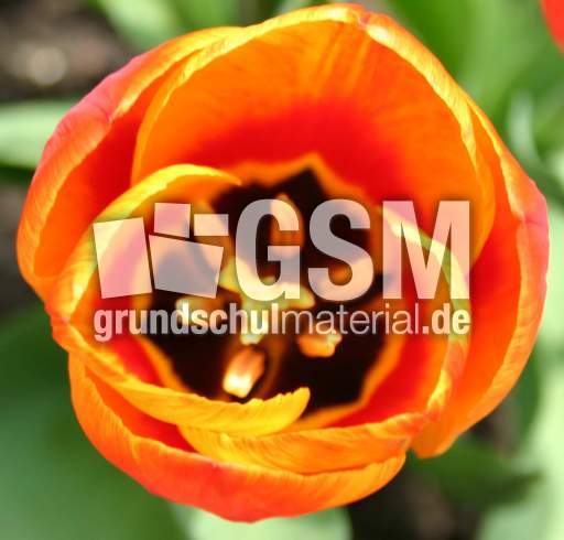 Blick-in-Tulpe-5.jpg